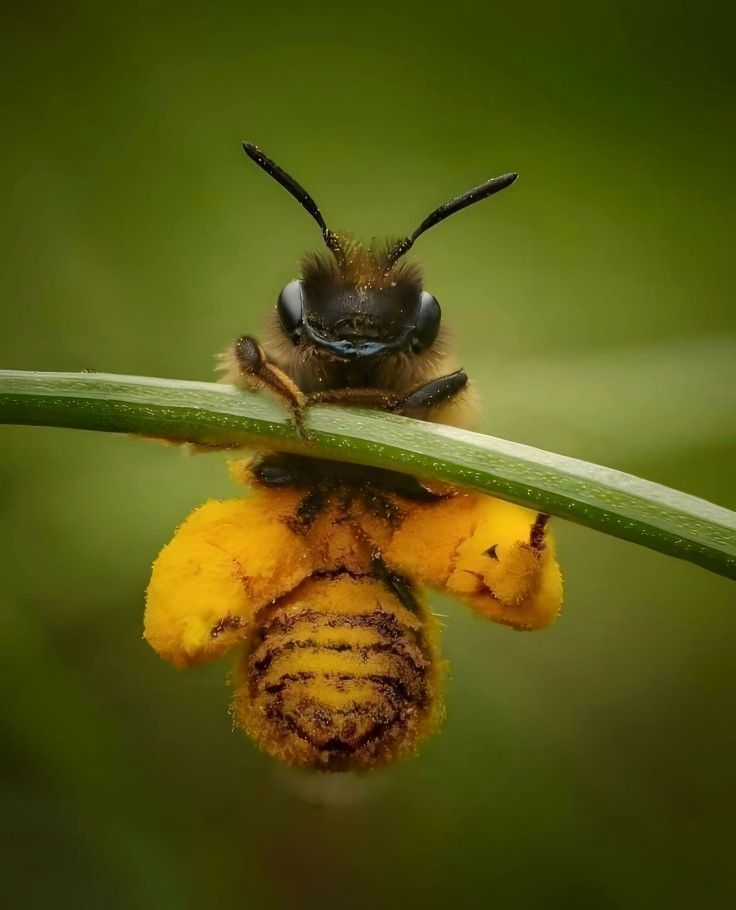 bee-pollen