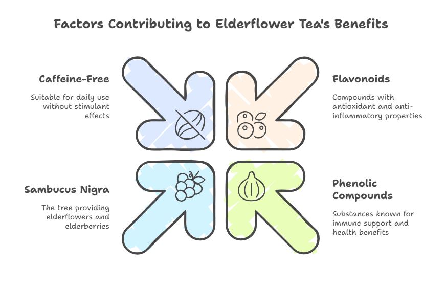 factors contributing to elderflower tea's benefit