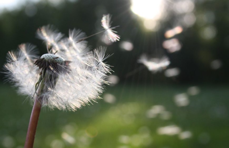 pollen-allergy