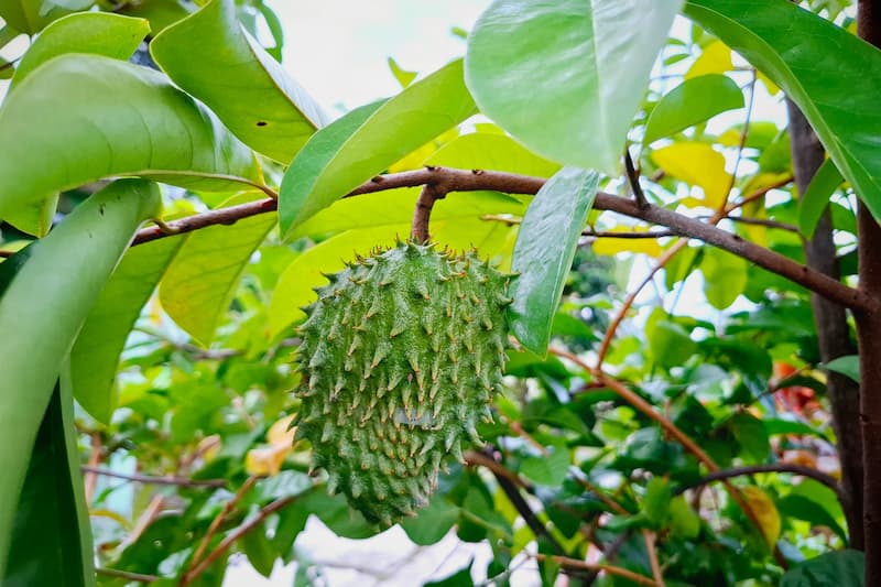 soursop