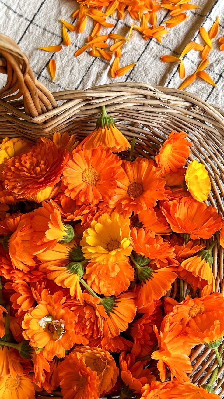 calendula