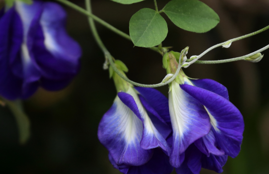 butterfly-pea-flowers