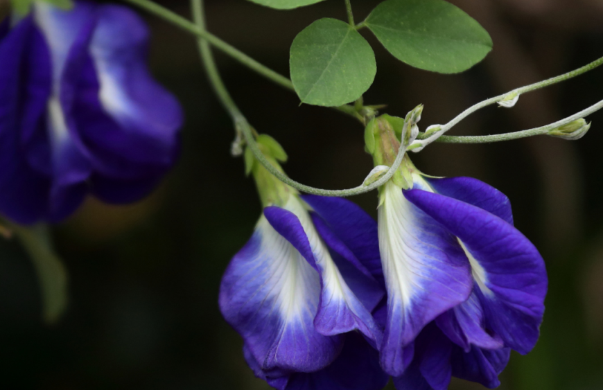butterfly-pea-flowers