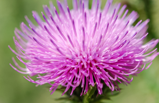 milk-thistle-tea-for-breast-feeding