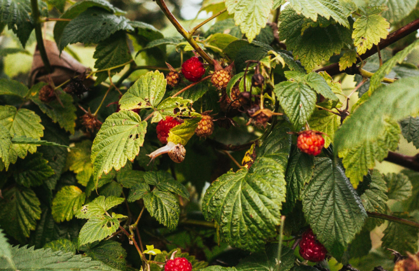 raspberry-leaf